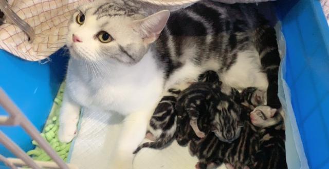 母猫生产前的预兆视频,母猫要生前的预兆