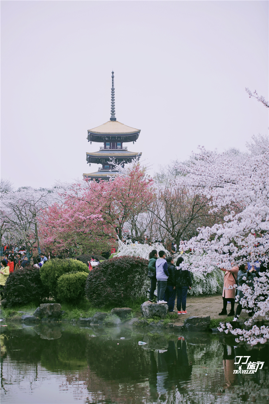 武汉东湖樱花园是世界几大樱花园,世界三大樱花园