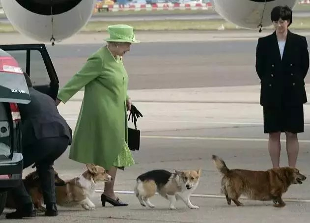 徽州宴老板娘的狗值多少钱,徽州宴老板娘到底养了多少条狗