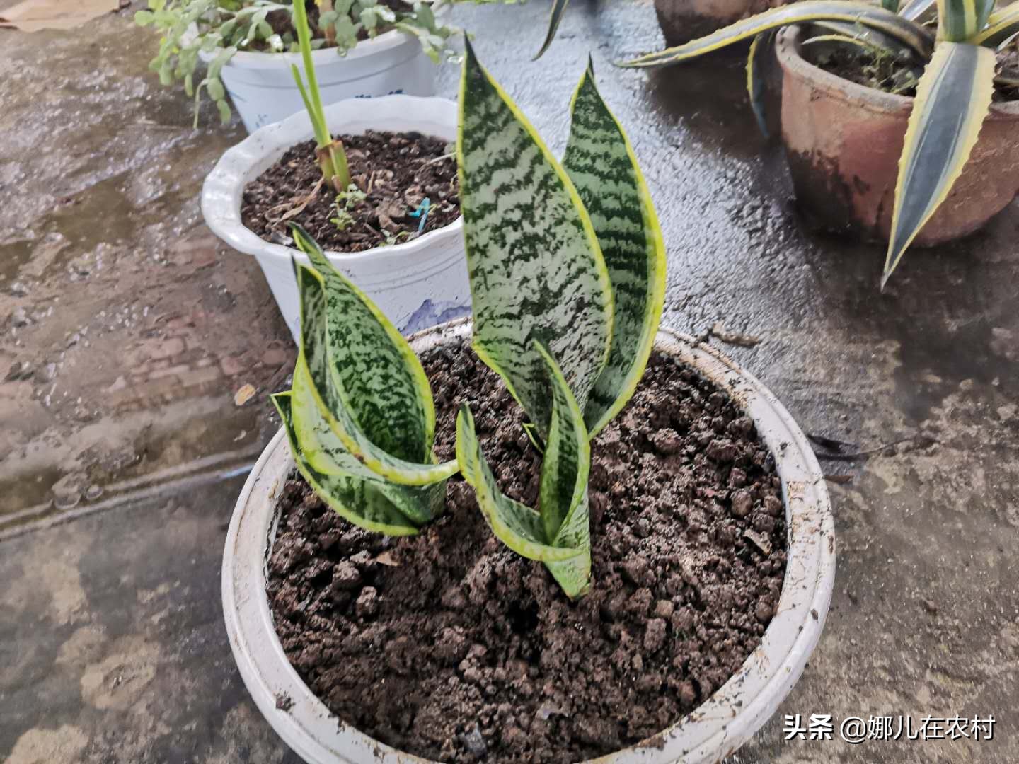 喜欢在阳台种菜种花,喜欢在阳台打理花草