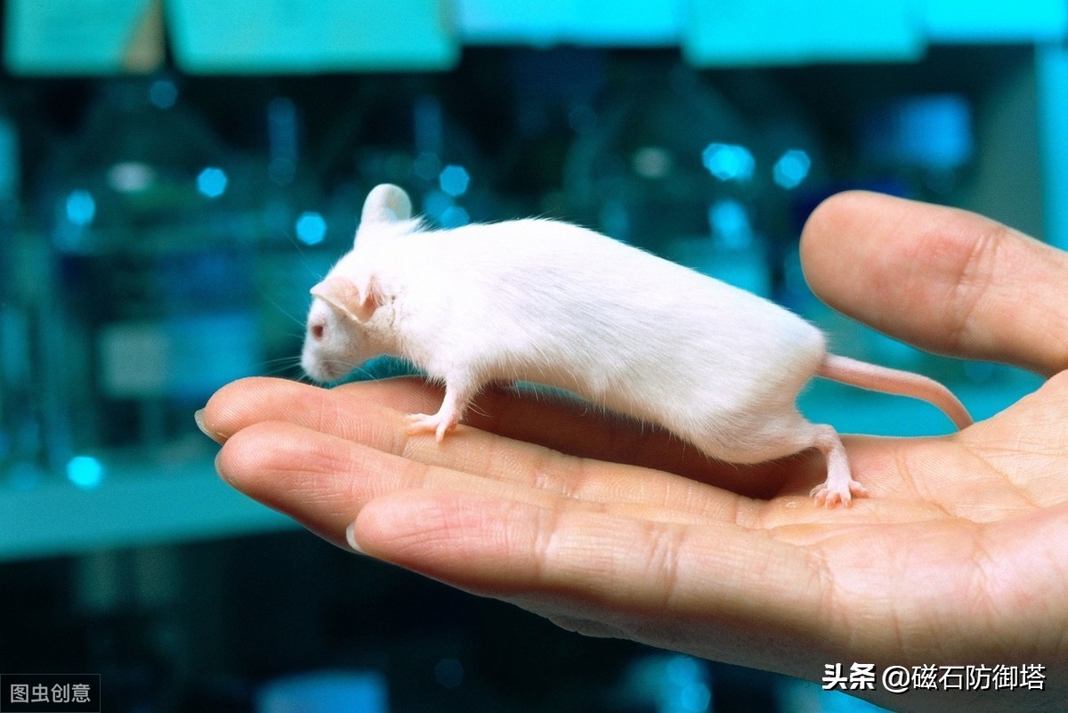 为什么老鼠就那么令人讨厌,盘点那些被人类逼疯的老鼠