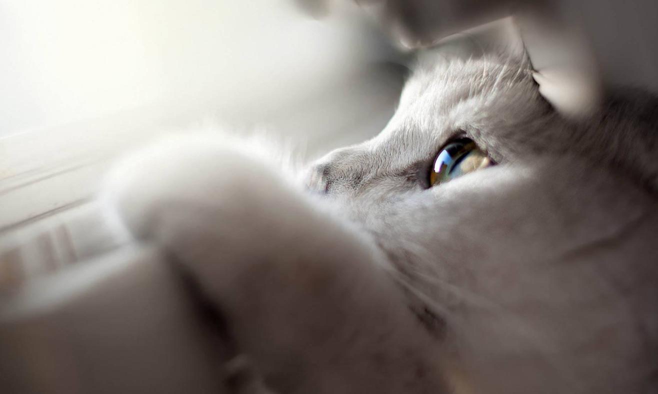 猫咪也有抑郁症吗,猫咪也有什么烦恼呢