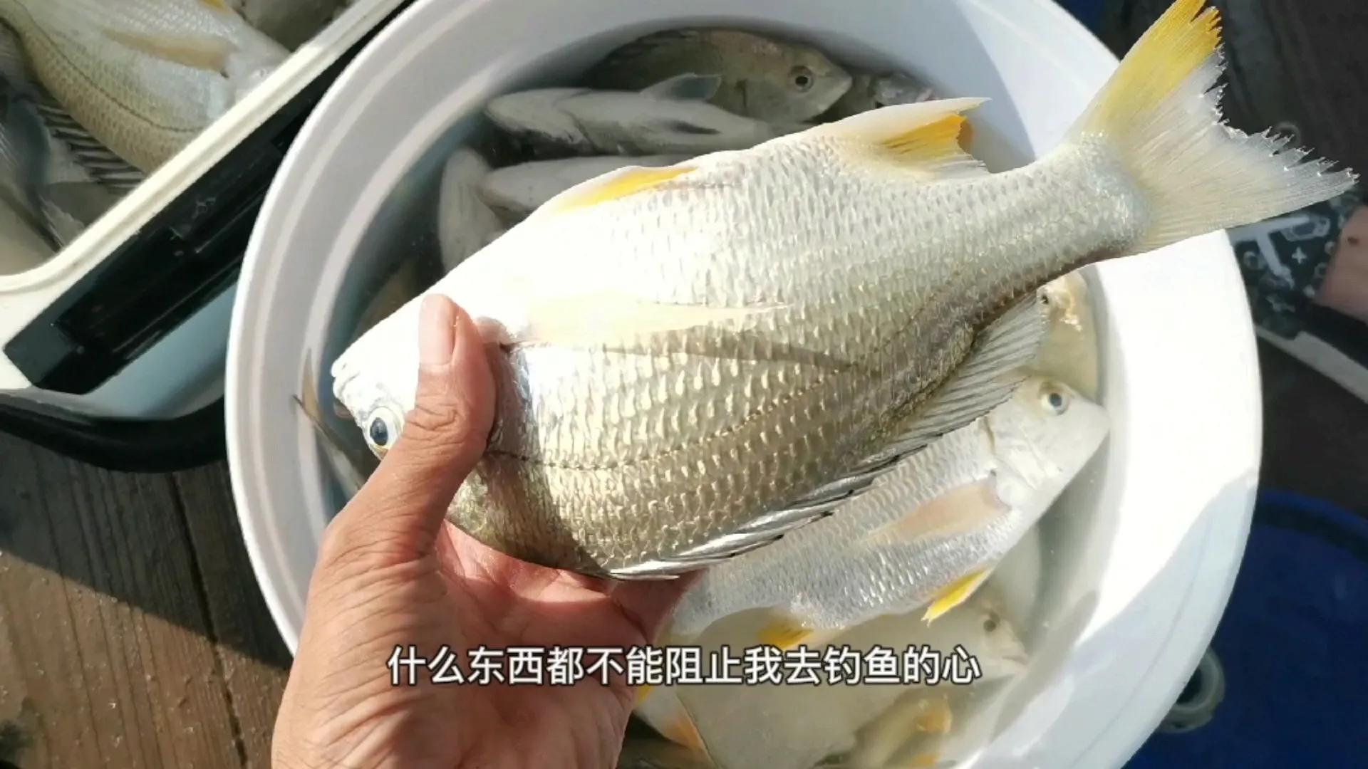 三人出海夜钓，石堆下藏满黄鲷鱼群，每人钓一桶