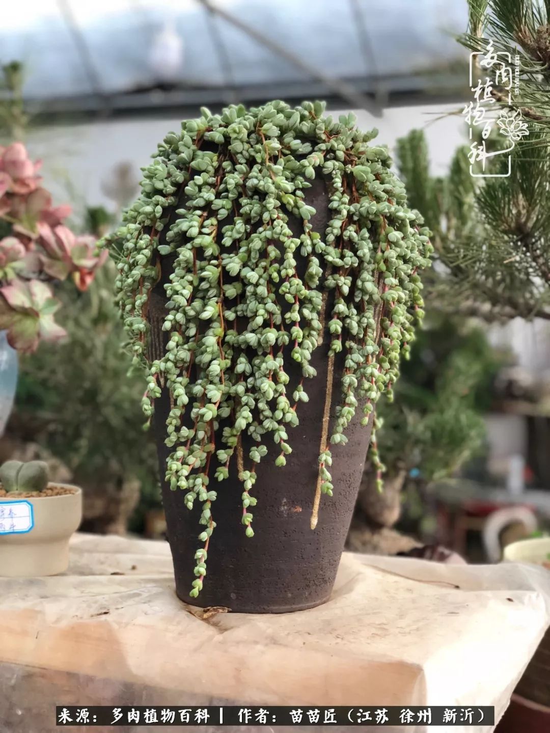 多肉之江湖：众肉友们，修仙渡劫几何了？