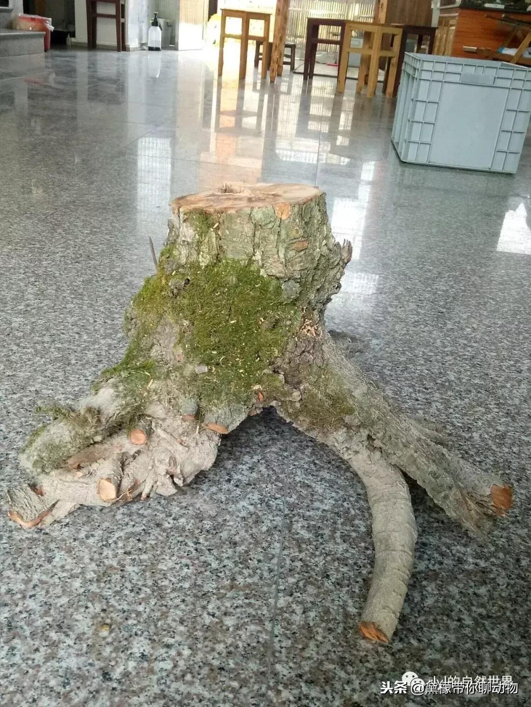 丛林造景黄缘龟池设计图大全,龟宝宝黄缘龟生态缸造景教程