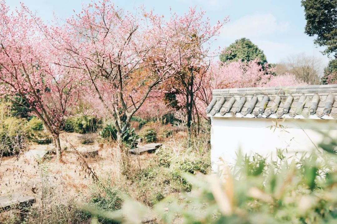 这里是三圣乡，盛产让世界迷恋的“城市多巴胺”