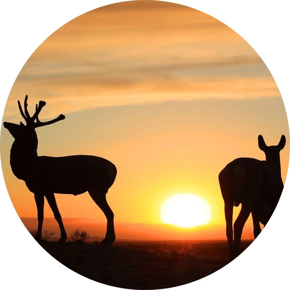 椋為┌鏂扮枂,椹伴獘鐤嗗煙鏃呮父