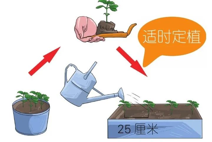 味似茴香的罗勒,叶翠、花艳、芳香四溢,实用派都盆栽在阳台上