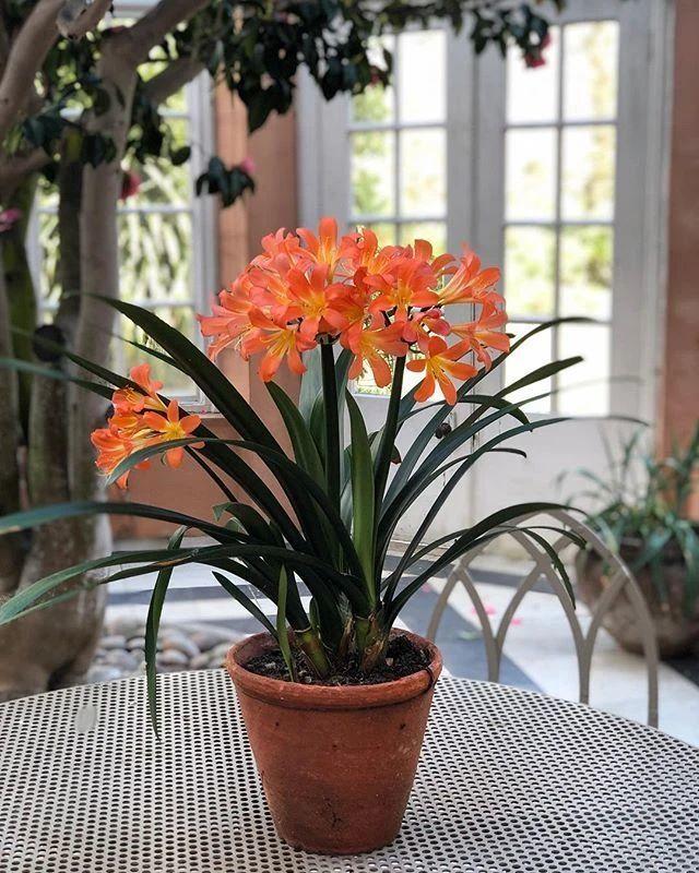 室内可以养的十大吉祥花,最好养的吉祥花有哪些