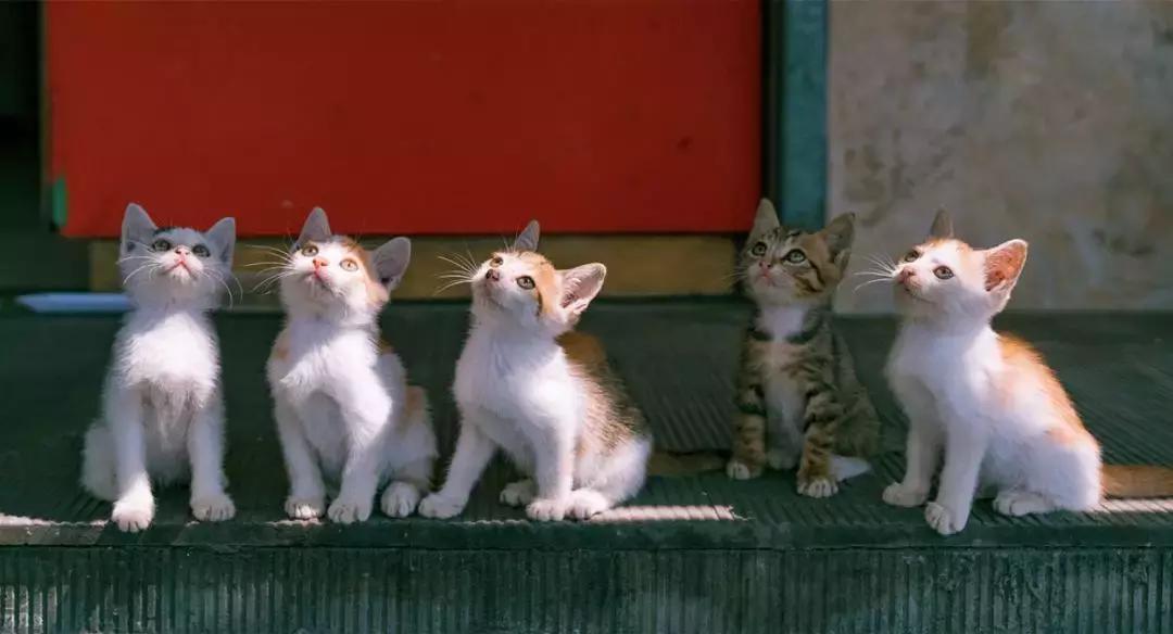 新手养猫适合养什么猫便宜,没钱养猫真的不能养吗