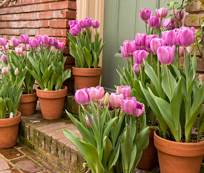 郁金香的种植方法和注意事项,郁金香的水培方法