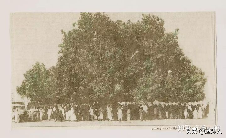迪拜种一棵树,迪拜养一棵树成本