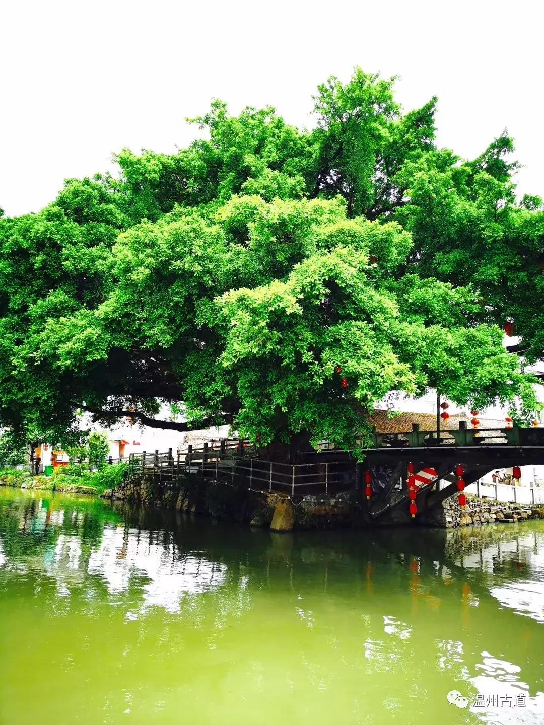 平阳鸣山古村落图片,千年古村平阳县鸣山村古城夜景