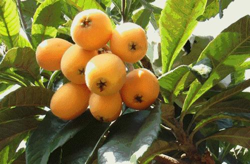 城厢区常太镇首届“壶兰耕读·云上枇杷文化节”暨第22届枇杷节来啦！快来“嗨枇”吧~