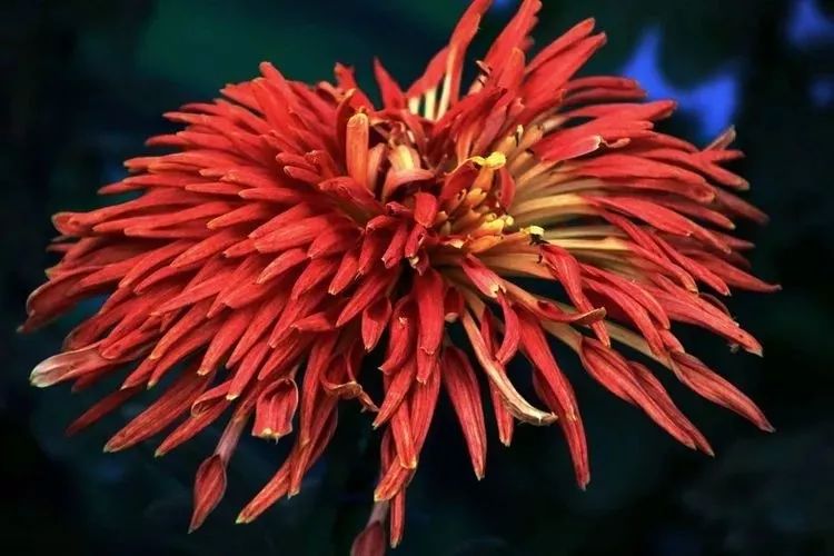 花中四君子菊花,花中四君子菊花的简介