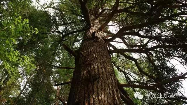 乔家面馆创始人管毅宏,管毅宏董事长