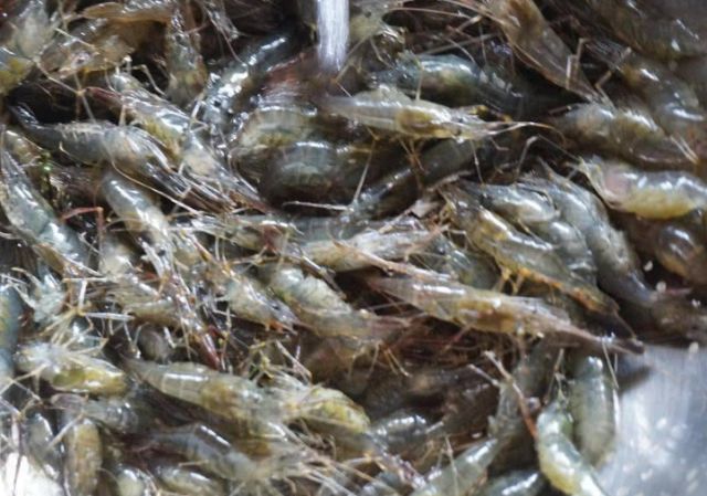 小孩子吃什么补钙效果好又营养,儿童吃什么补钙效果好又容易吸收