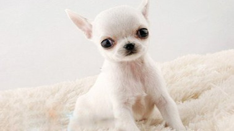 吉娃娃固定神器,吉娃娃正确玩法视频