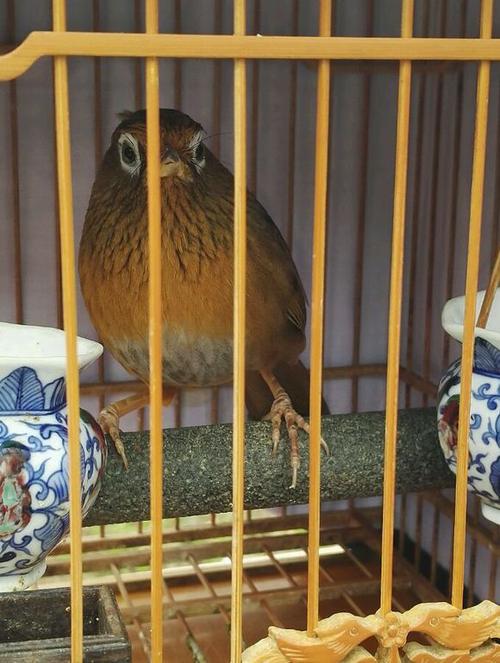 画眉不叫用什么饲料好,画眉科普知识