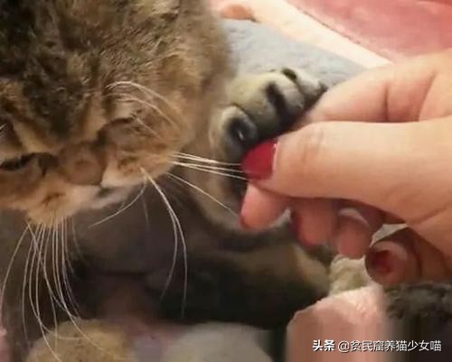 撸猫三招,撸猫三步法