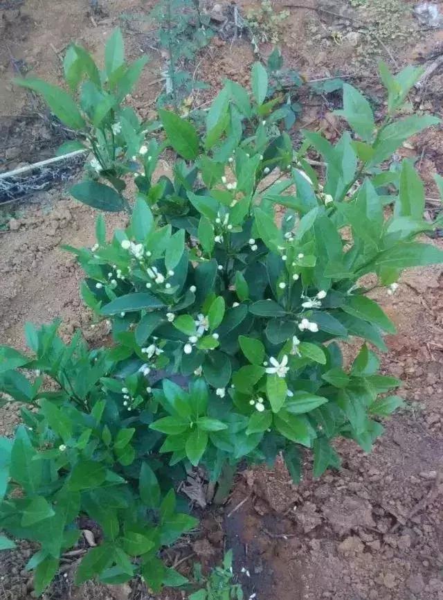柑橘还不想留花怎样处理,柑橘幼树多大适合挂果