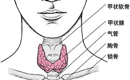 神奇减肥的药物,祖传秘方40天瘦15斤