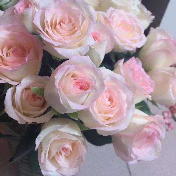 玫瑰美丽与爱情的象征,玫瑰象征爱情的颜色