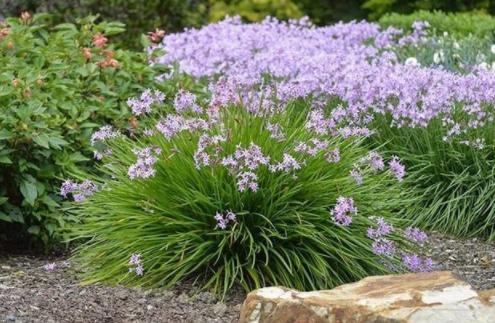 家中常备的4种药,阿司匹林对扦插花卉生根有作用吗