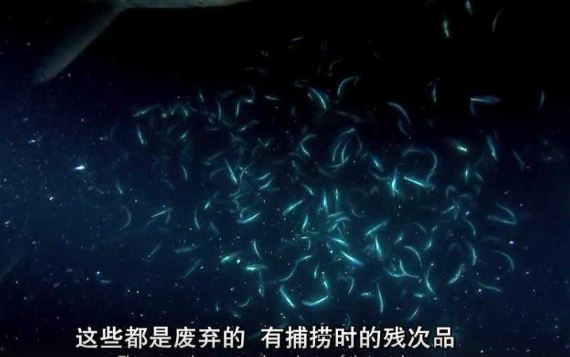 富二代晒骨皮包的残忍真相,富二代晒人骨皮包的残忍真相