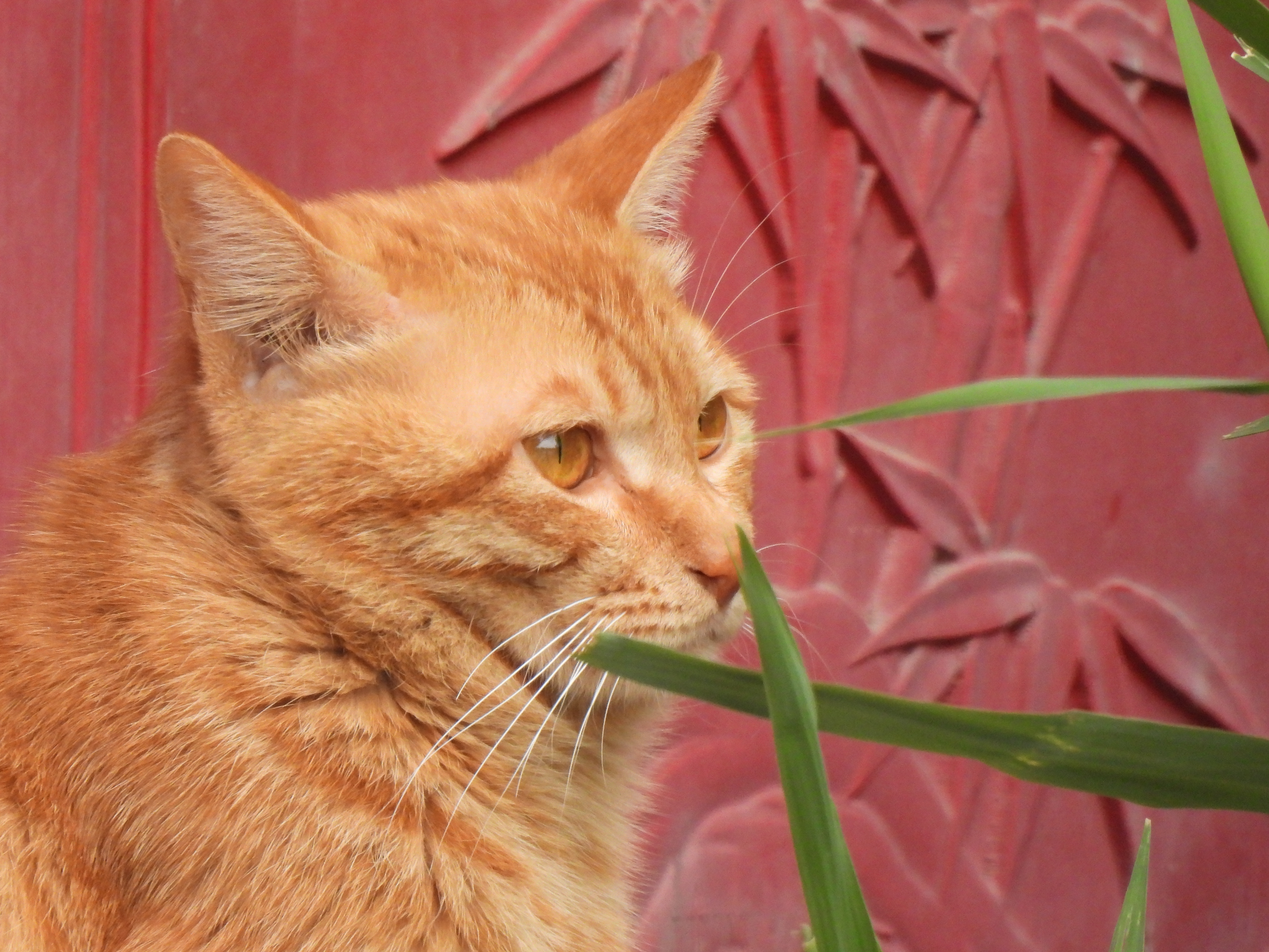 尼康p950长焦多少钱,尼康nikoncoolpixp950