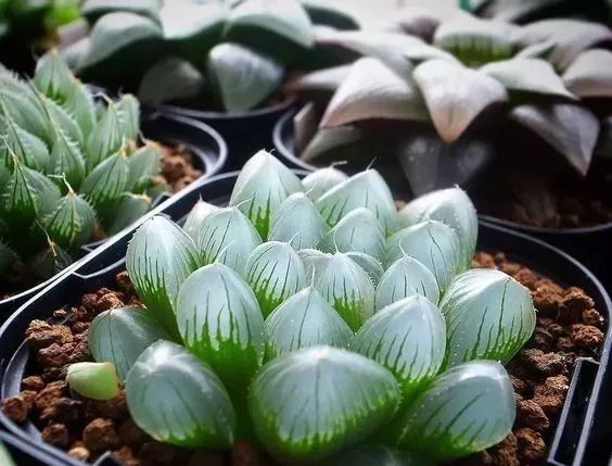 世界上最稀有最名贵的花,世界上最漂亮名贵的花