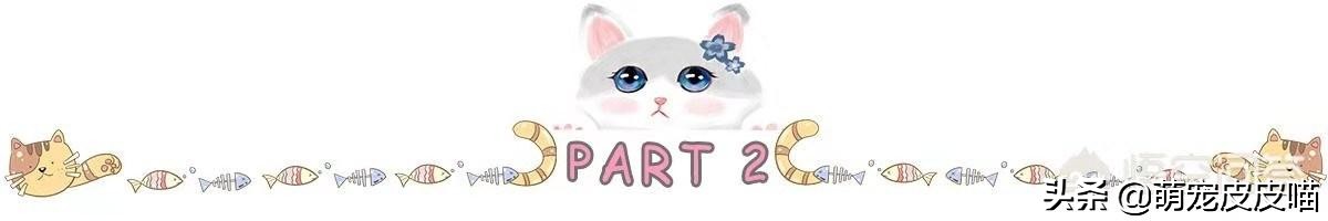 猫咪对着主人放屁是为什么,猫咪放屁特别臭是怎么回事