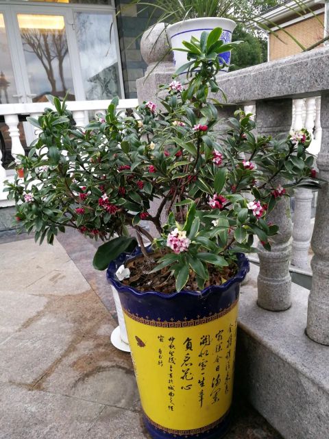 金边瑞香怎么养才能养得更好,金边瑞香怎么养才能长得快