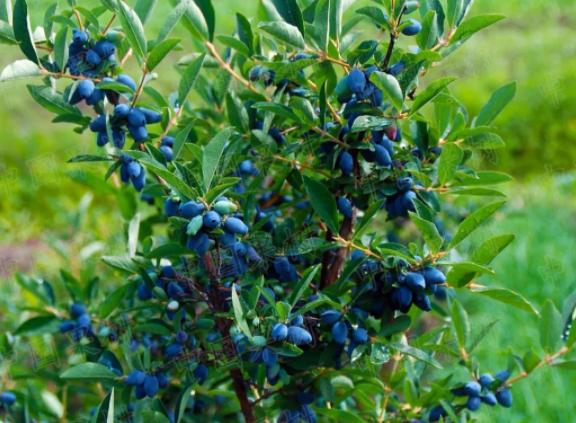 野生的蓝靛果,纯野生蓝靛果