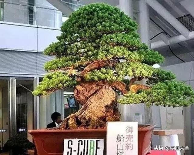 世界名贵花图片大全集,世界上最漂亮名贵的花卉