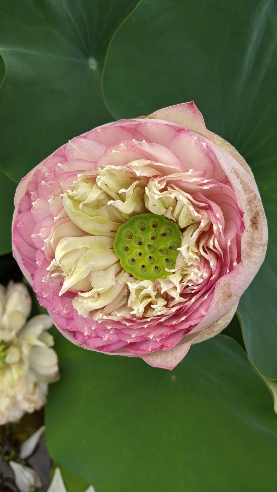 再见七月你好八月句子,再见七月你好八月视频