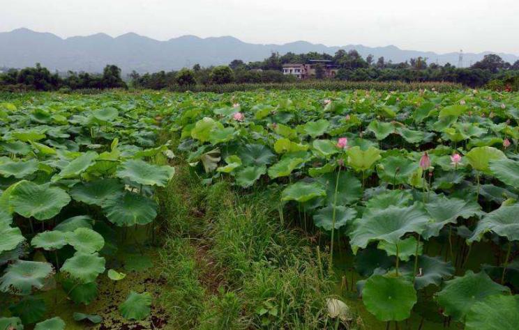 藕田养殖泥鳅存活率,泥鳅池塘种植技术和管理