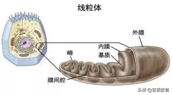 高中生物细胞呼吸作用,高中生物细胞呼吸