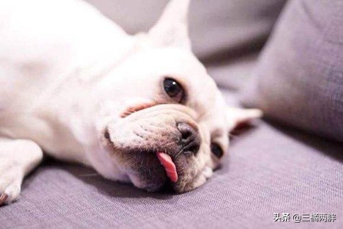 「养宠经验分享」斗牛吃了感冒灵有事吗，斗牛吃感冒灵能好吗