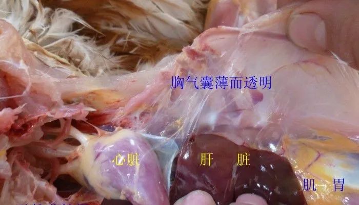 家禽常见疾病及检测方法书籍,家禽养殖疾病诊断