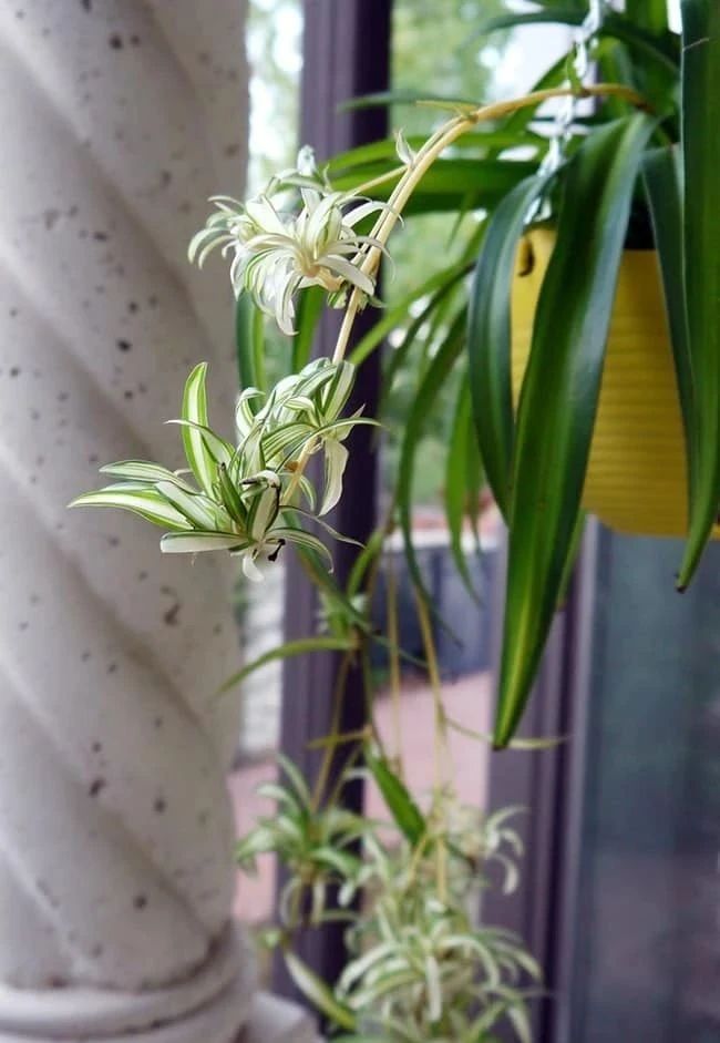 吊兰烂根是什么原因怎样治理,吊兰干尖黄叶怎么办