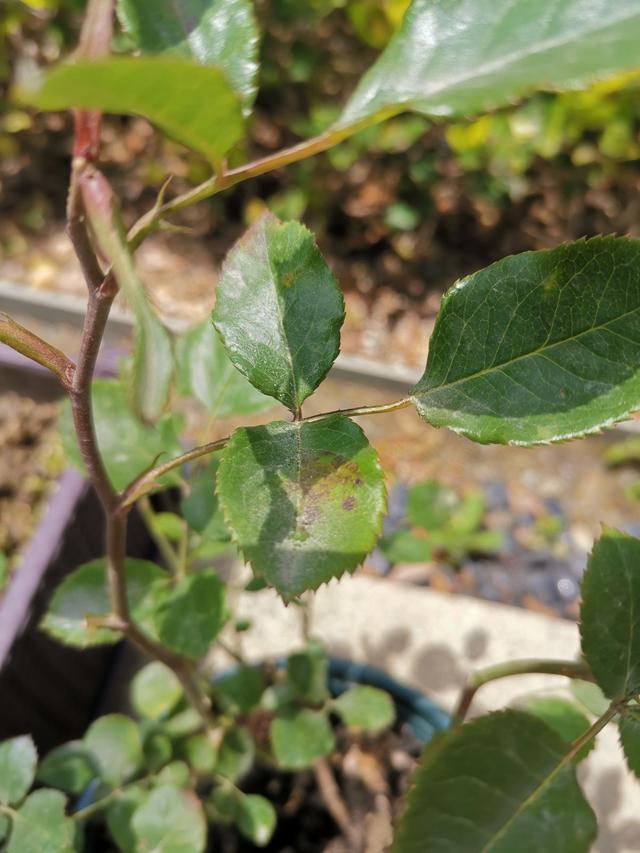 月季感染红蜘蛛后怎么修剪,月季感染白粉病怎么办