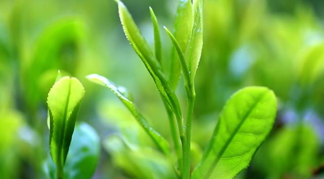 日照绿茶世界三大,日照绿茶是中国十大名茶