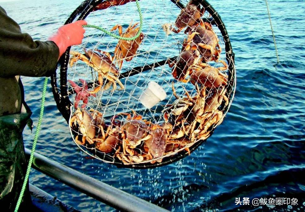 海鲜市场里的秘密：面包蟹其实价格很便宜