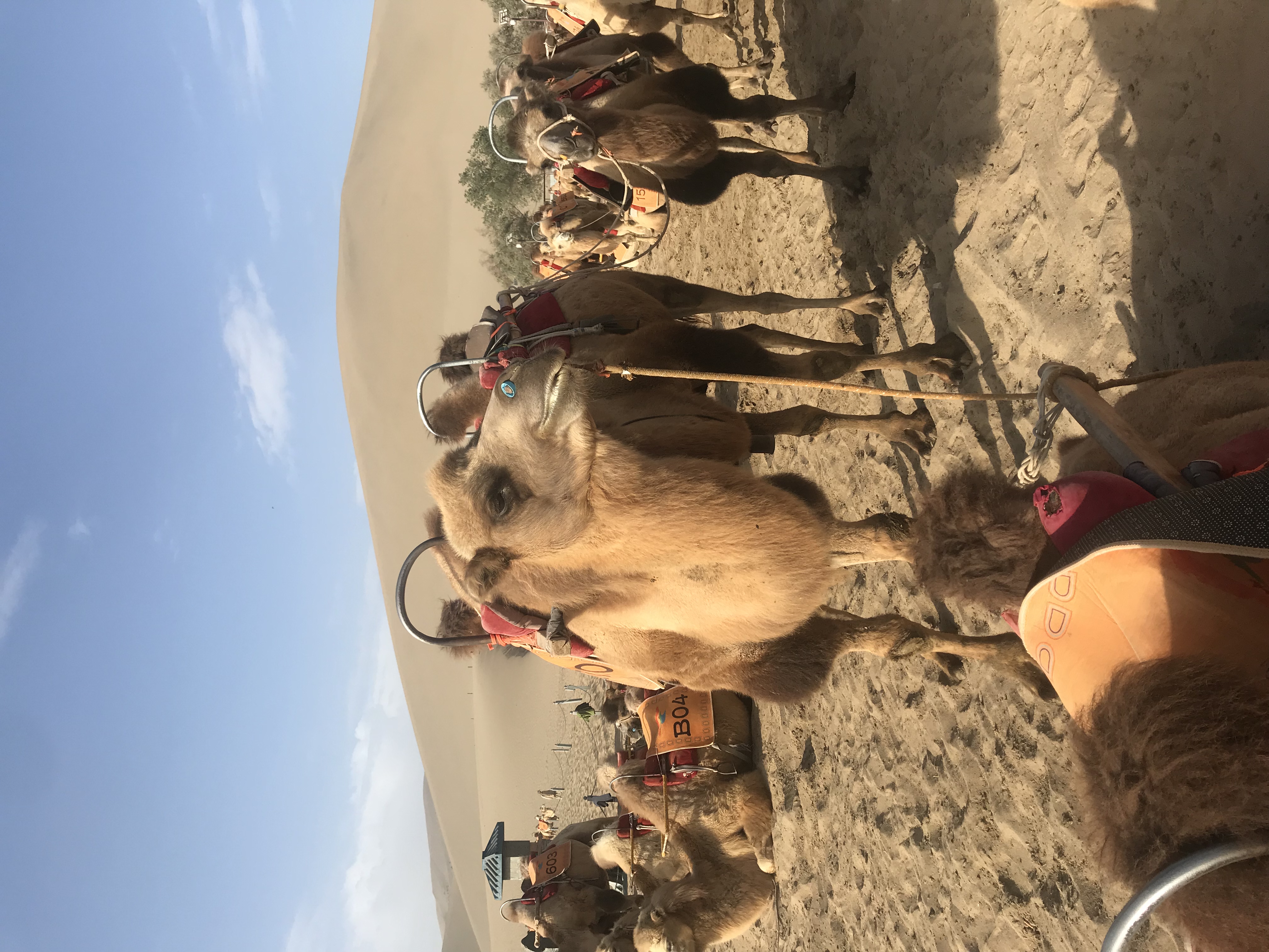 一个人新疆深度游旅游攻略,新疆一个人旅游北疆路线