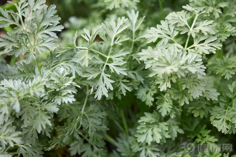 艾叶入药有什么功效,艾叶泡脚的功效和作用大全