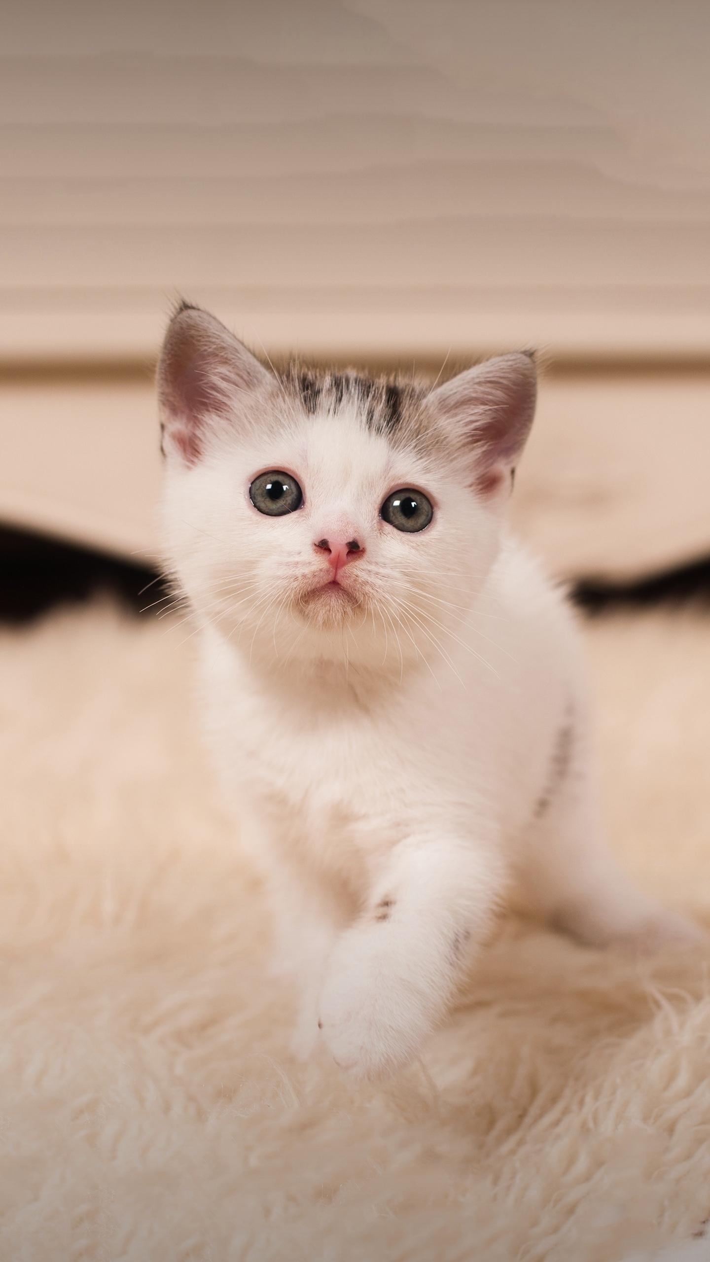 涂磊老师经典语录心善,涂磊老师经典语录夫妻相处之道