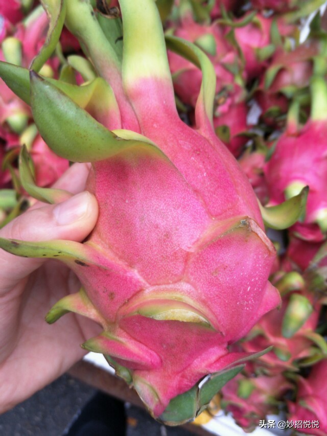 挑选火龙果的方法,火龙果怎么挑才是最甜的