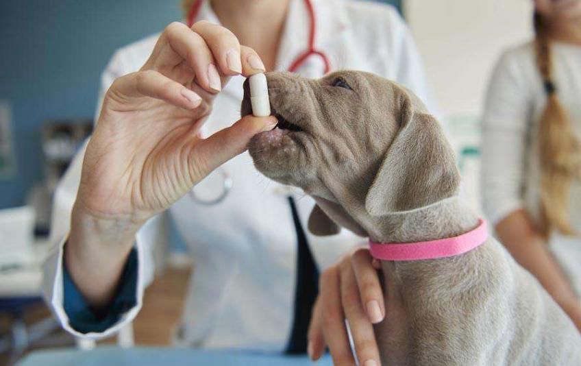 狗狗为什么胖不起来,狗狗长胖不长高咋办