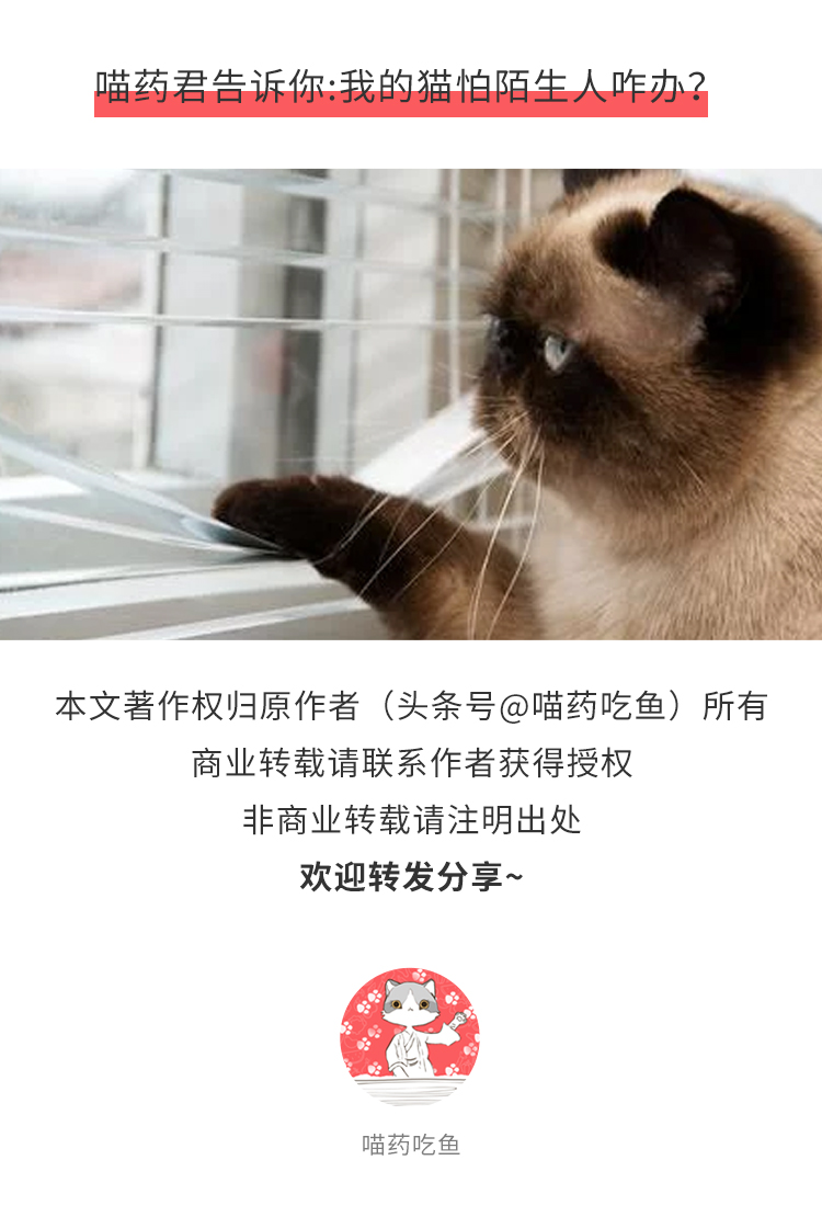 猫害怕陌生人躲起来,怎么让家猫对陌生人有警惕性
